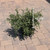 Cotoneaster salicifolia Repens 169057